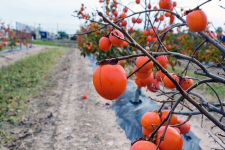 Beautiful big sweet spanish persimmon. Delicious fruits in the gardens of the Valencia region, Spain. Abundant harvest.の写真素材