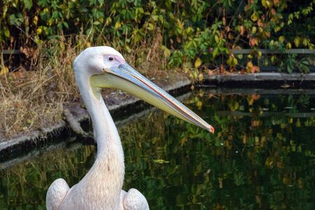 Pink large Pelican Pelecanus on the branches of fallen trees. Bird of the family Pelecanidae with a huge beak. の写真素材