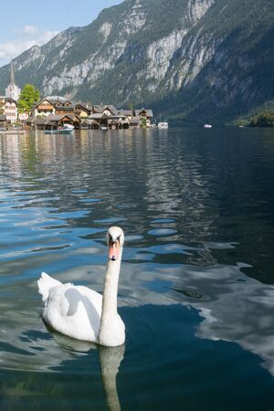 White beautiful swan on a lake in the famous mountain village of Hallstatt in the Austrian Alps on a warm autumn day. Travel to Austria.の写真素材