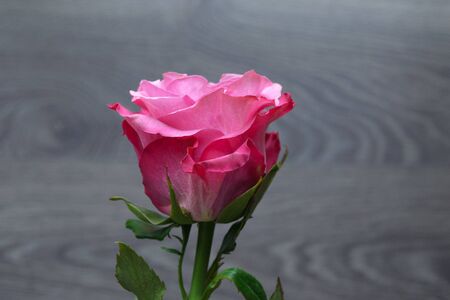 Large beautiful delicate pink homemade roses. Declaration of love. A romantic gift for your beloved.の写真素材