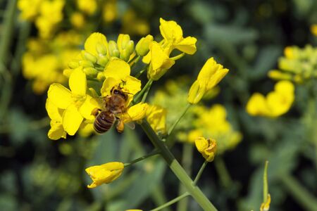 A bee collects nectar from the yellow rapeseed flowers of Brassica napus. Agriculture and beekeeping. Soft focus.の写真素材