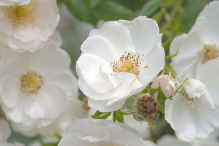 Tender stamens on a white rosehip flower. Soft focus.の写真素材