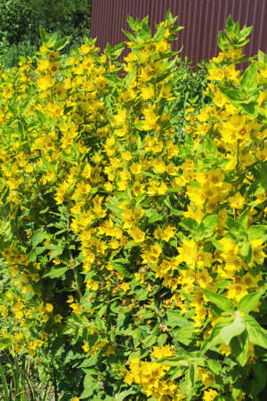 Close-up of bright yellow flowers of the Lysimachia punctata plant. Texture. Treatment plant....