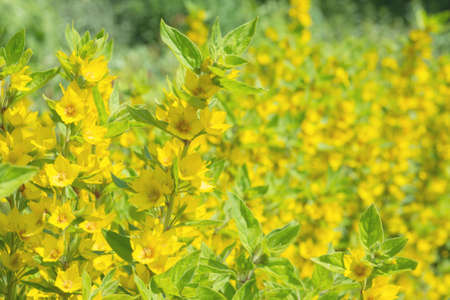 Close-up of bright yellow flowers of the Lysimachia punctata plant. Texture. Treatment plant....