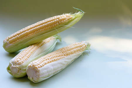 Ripe sweet corn on the cob on a light background. A popular cereal grain close-up.
