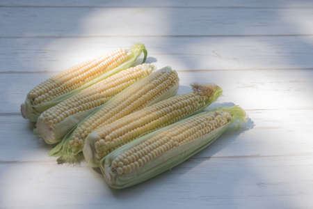Ripe sweet corn on the cob on a white background. A popular cereal grain close-up.