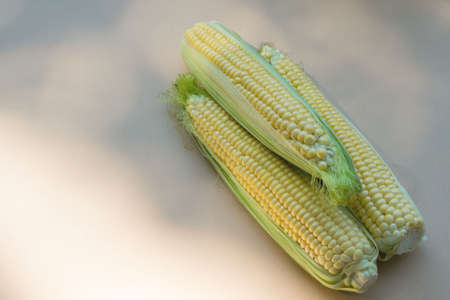 Ripe sweet corn on the cob on a white background. A popular cereal grain close-up.