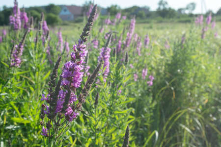 Herbaceous medicinal plant with beautiful flowers of Lythrum salicaria. Ornamental plants for landscaping. Macro photography.の写真素材
