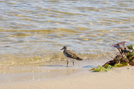 Small fast bird Calidris minuta on the river bank on a sunny summer day.の写真素材