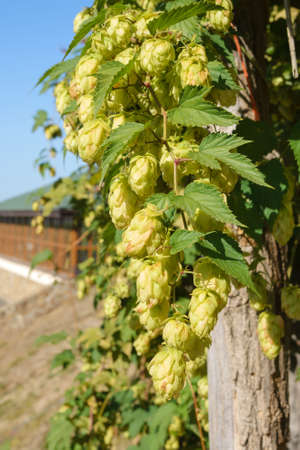 Green fruits of the plant Humulus lupulus.