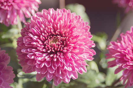 Large purple flowers of Chrysanthemum. Autumn garden flower. Landscape design. Chrysanthemum pattern...
