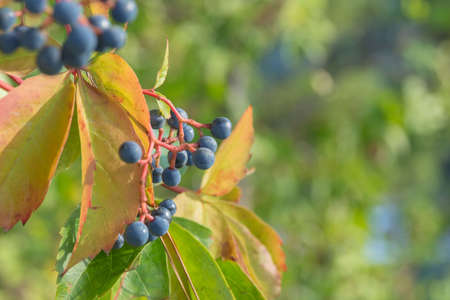 Small blue fruits of Parthenocissus. Ornamental climbing plant. Gardening and landscape design.の写真素材