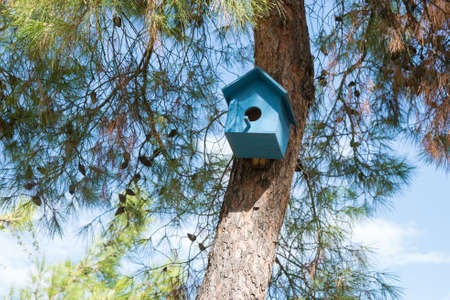 Small wooden blue squirrel house on a pine tree.