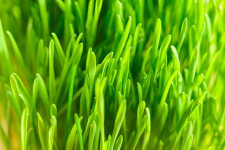 Sprouted wheat grains. Germination of microgreens at home. Vegan and healthy food concept. Natural...