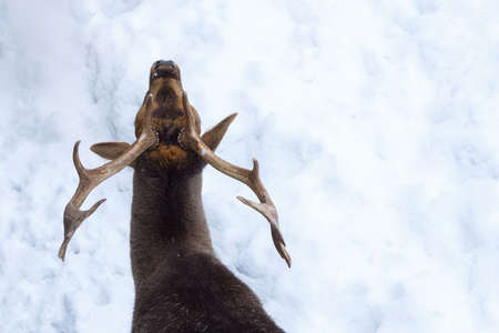 Horns of young Cervus elaphus on a background of snow from above.の写真素材