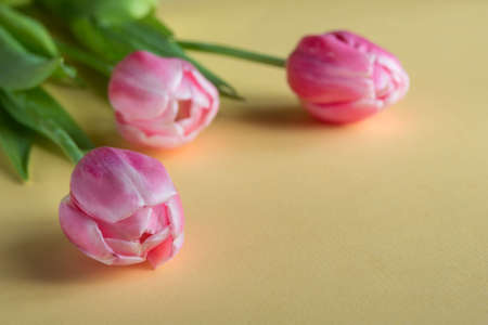 Delicate pink flowers on a yellow background. Tulips are a symbol of tenderness, spring and love.の写真素材