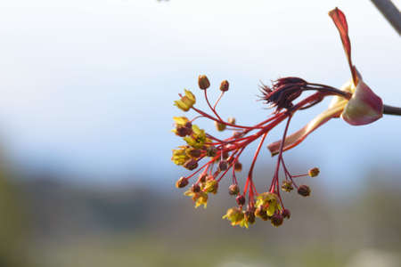 Acer carpinifolium flower bud in early spring. Closeup.の写真素材