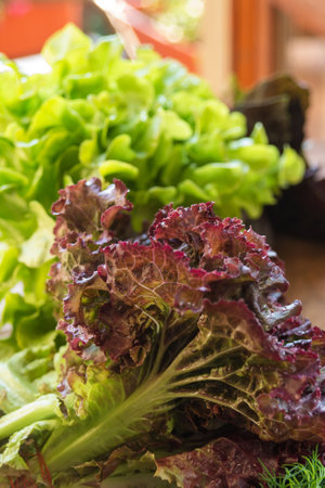 Fresh green lettuce leaves. Luscious greens for lunch. Healthy nutrition concept.の写真素材