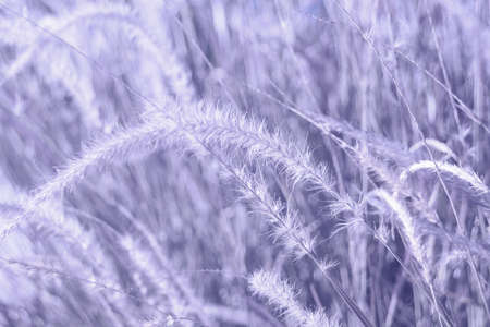 Natural background. Beautiful fluffy spikelets. Close-up of Cenchrus setaceus cereal plants in Very Peri red-violet color. The dried grass is beige. Selective focusの写真素材