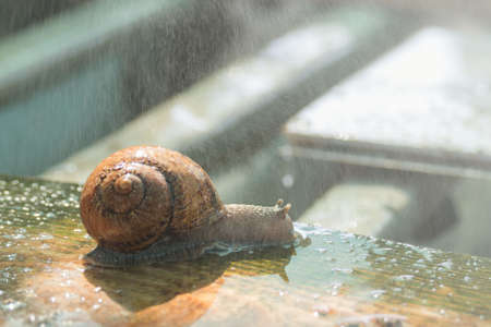 Large snails Helix Aspersa Maxima under running water on a snail farm. Breeding edible snails. business.の写真素材