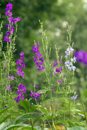Wild purple flowers of Delphinium consolida, Consolida orientalis in a park flowerbed. weed. treatment plant. landscape design. Flora of Ukraine.の写真素材