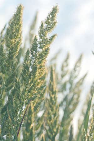 Herbaceous perennial plant Calamagrostis epigejos in the rays of the setting sun. macro photography. Cereals. weed. Used as a medicinal plant.の写真素材