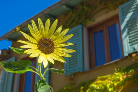Yellow sunflower flower against a blue sky. Helianthus plant and blue sky - a symbol of peaceful Ukraine.の写真素材