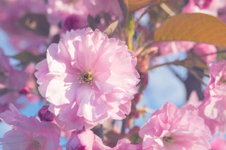 Delicate pink flowers of Cherry Prunus serrulata against the blue sky. Flowering ornamental plant Sakura. floral background. close-up.の写真素材