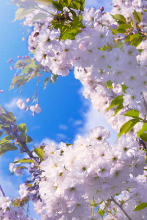 Delicate white flowers of Cherry Prunus serrulata against the blue sky. Flowering ornamental plant...