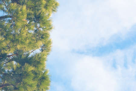 Green branches of Pinus taeda against a blue sky with white clouds.の写真素材