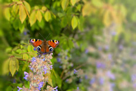 Aglais io or European peacock butterfly. Butterfly on a melissa flower.の写真素材