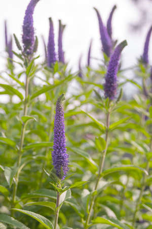 Long blue flowers Veronica spicata in a flower bed. Perennial herbaceous ornamental plant. Gardening...