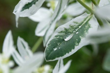 Large raindrop on a Euphorbia leaf. decorative poisonous plant.の写真素材