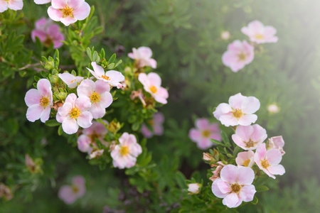 Flowers of the shrub Dasiphora fruticosa. Use of the Potentilla plant in landscape design. floral background.の写真素材