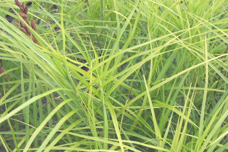 Narrow long green leaves of Carex muskingumensis. decorative cereal plant. Horticulture and...