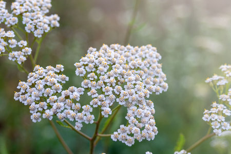 Yarrow Achillea millefolium. Small white flowers close up. Medicinal medical wild natural herbs. floral background.の写真素材