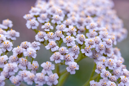 Yarrow Achillea millefolium. Small white flowers close up. Medicinal medical wild natural herbs. floral background.の写真素材