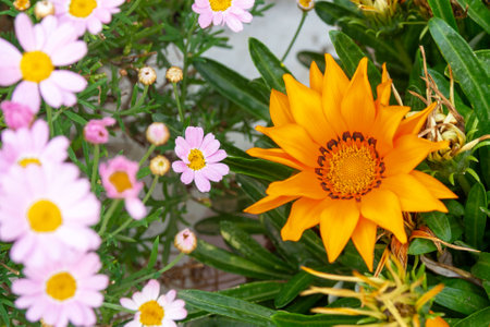 Yellow Gazania or Treasure Flower in a flower bed among pink Marguerite Daisy. floral background. landscape design.の写真素材