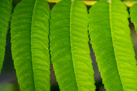 Green long leaves of Rhus typhina. Plant background