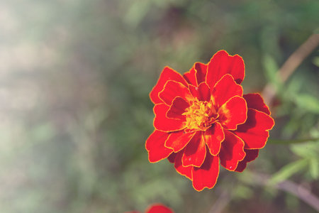 Tagetes French marigold in bloom. Copy space. Flower symbol of Ukraineの写真素材