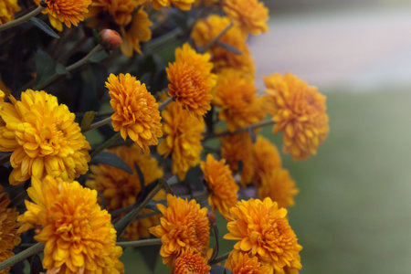 Bush of yellow orange chrysanthemums in the garden. Garden autumn flower for landscaping and gardening.の写真素材
