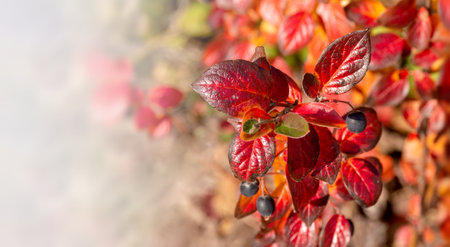 Bright red leaves and berries of cotoneaster lucidus in the rays of the autumn sunの写真素材