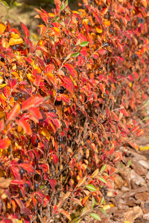 Colorful autumn Cotoneaster lucidus plants with red leaves. Autumn concept.