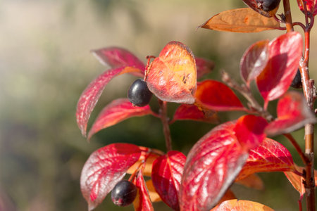 Autumn bright red leaves and berries of cotoneaster. Floral background.の写真素材