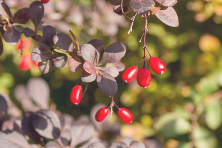 Red berries and purple leaves of Japanese barberry Berberis thunbergii on a sunny autumn day.の写真素材