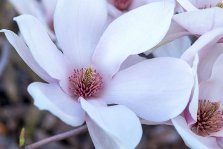 Delicate magnolia flower with white petals on a lush green background. Gardening.の写真素材