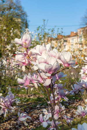 Large beautiful magnolia flowers in the garden against the background of the house. Ornamental plants.の写真素材