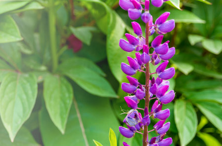 Summer wild purple lupine flowers on a meadow against a background of green foliage.の写真素材