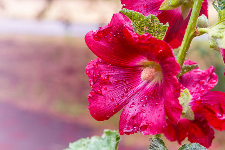 Red hollyhock flowers Alcea rosea, mallow. Gardening and landscape design. Close-up.