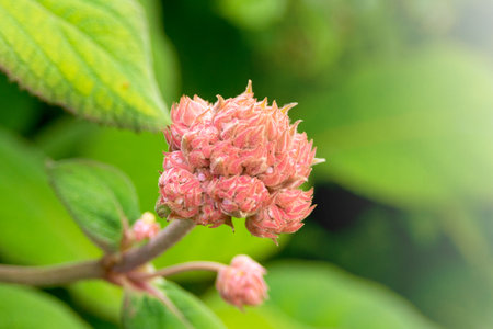 Pink Fluweelhortensia flower bud with green leaves on a flower bed.の写真素材